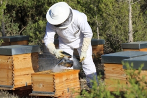 apicultor-chaparral-golf-club-costa-del-sol-mijas-spain